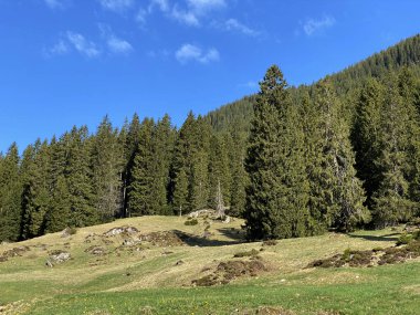 Evergreen ormanı veya kozalaklı ağaçlar Pilatus tepelerinin yamaçlarında ve dağ tepelerinin altındaki dağlık vadilerde, Alpnach - Obwalden Kantonu, İsviçre (Kanton Obwalden, Schweiz)