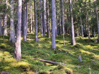 Evergreen ormanı veya kozalaklı ağaçlar Pilatus tepelerinin yamaçlarında ve dağ tepelerinin altındaki dağlık vadilerde, Alpnach - Obwalden Kantonu, İsviçre (Kanton Obwalden, Schweiz)