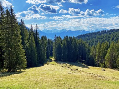 Evergreen ormanı veya kozalaklı ağaçlar Pilatus tepelerinin yamaçlarında ve dağ tepelerinin altındaki dağlık vadilerde, Alpnach - Obwalden Kantonu, İsviçre (Kanton Obwalden, Schweiz)