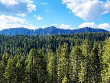 Evergreen ormanı veya kozalaklı ağaçlar Pilatus tepelerinin yamaçlarında ve dağ tepelerinin altındaki dağlık vadilerde, Alpnach - Obwalden Kantonu, İsviçre (Kanton Obwalden, Schweiz)