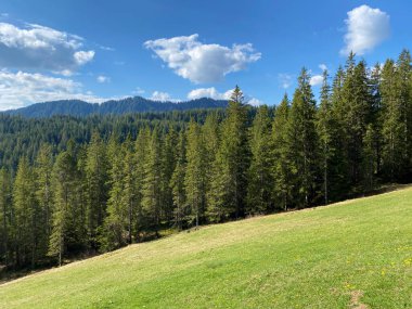 Evergreen ormanı veya kozalaklı ağaçlar Pilatus tepelerinin yamaçlarında ve dağ tepelerinin altındaki dağlık vadilerde, Alpnach - Obwalden Kantonu, İsviçre (Kanton Obwalden, Schweiz)
