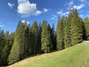 Evergreen ormanı veya kozalaklı ağaçlar Pilatus tepelerinin yamaçlarında ve dağ tepelerinin altındaki dağlık vadilerde, Alpnach - Obwalden Kantonu, İsviçre (Kanton Obwalden, Schweiz)
