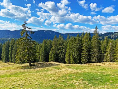Evergreen ormanı veya kozalaklı ağaçlar Pilatus tepelerinin yamaçlarında ve dağ tepelerinin altındaki dağlık vadilerde, Alpnach - Obwalden Kantonu, İsviçre (Kanton Obwalden, Schweiz)
