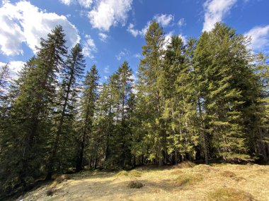 Evergreen ormanı veya kozalaklı ağaçlar Pilatus tepelerinin yamaçlarında ve dağ tepelerinin altındaki dağlık vadilerde, Alpnach - Obwalden Kantonu, İsviçre (Kanton Obwalden, Schweiz)