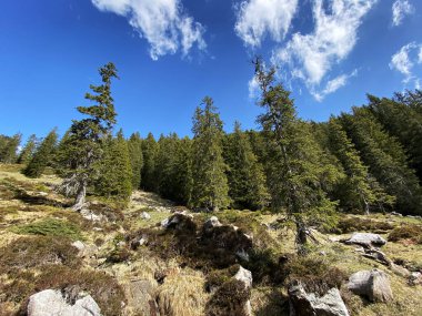 Evergreen ormanı veya kozalaklı ağaçlar Pilatus tepelerinin yamaçlarında ve dağ tepelerinin altındaki dağlık vadilerde, Alpnach - Obwalden Kantonu, İsviçre (Kanton Obwalden, Schweiz)