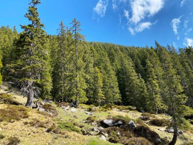 Evergreen ormanı veya kozalaklı ağaçlar Pilatus tepelerinin yamaçlarında ve dağ tepelerinin altındaki dağlık vadilerde, Alpnach - Obwalden Kantonu, İsviçre (Kanton Obwalden, Schweiz)