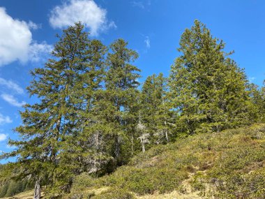 Evergreen ormanı veya kozalaklı ağaçlar Pilatus tepelerinin yamaçlarında ve dağ tepelerinin altındaki dağlık vadilerde, Alpnach - Obwalden Kantonu, İsviçre (Kanton Obwalden, Schweiz)