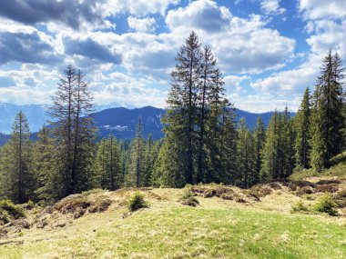 Evergreen ormanı veya kozalaklı ağaçlar Pilatus tepelerinin yamaçlarında ve dağ tepelerinin altındaki dağlık vadilerde, Alpnach - Obwalden Kantonu, İsviçre (Kanton Obwalden, Schweiz)