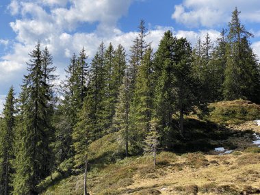 Evergreen ormanı veya kozalaklı ağaçlar Pilatus tepelerinin yamaçlarında ve dağ tepelerinin altındaki dağlık vadilerde, Alpnach - Obwalden Kantonu, İsviçre (Kanton Obwalden, Schweiz)