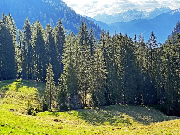 Evergreen Les Nebo Jehličnaté Stromy Svazích Masivu Pilatus Alpských Údolích — Stock fotografie