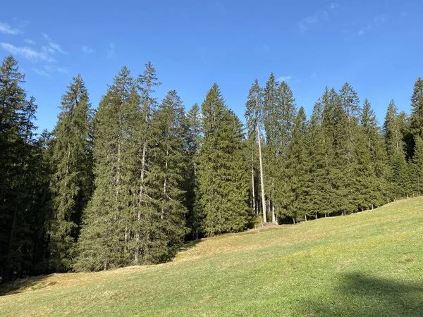 Вечнозеленые Леса Хвойные Деревья Склонах Массива Пилатус Альпийских Долинах Горными — стоковое фото