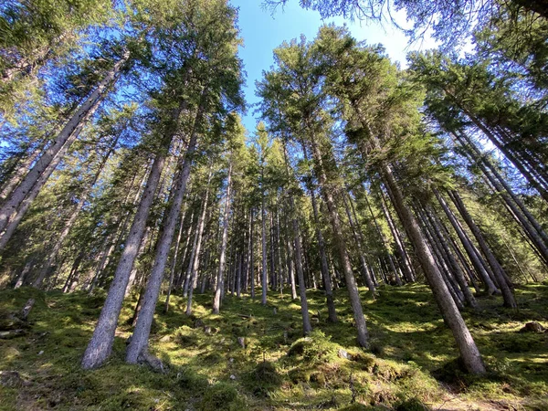 Las Evergreen Lub Drzewa Iglaste Zboczach Masywu Pilatus Dolinach Alpejskich — Zdjęcie stockowe