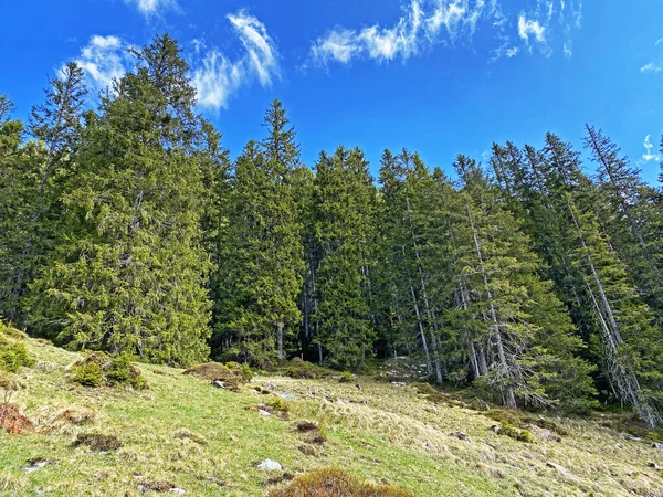 Evergreen Bos Naaldbomen Hellingen Van Het Pilatus Massief Alpiene Dalen — Stockfoto