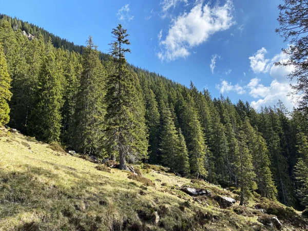 Evergreen Les Nebo Jehličnaté Stromy Svazích Masivu Pilatus Alpských Údolích — Stock fotografie