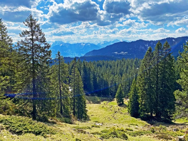 ピラタス山脈の斜面や山の峰の下の高山渓谷で常緑樹や針葉樹の木 アルパチ オバルデンのカントン スイス カントン オバルデン スイス — ストック写真