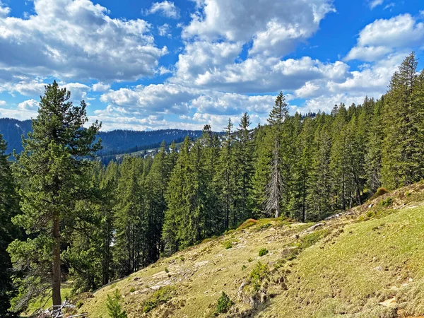 Forêt Feuillage Persistant Conifères Sur Les Pentes Massif Pilatus Dans — Photo