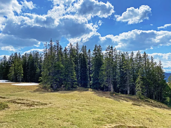 Evergreen Les Nebo Jehličnaté Stromy Svazích Masivu Pilatus Alpských Údolích — Stock fotografie