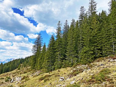 Evergreen ormanı veya kozalaklı ağaçlar Pilatus tepelerinin yamaçlarında ve dağ tepelerinin altındaki dağlık vadilerde, Alpnach - Obwalden Kantonu, İsviçre (Kanton Obwalden, Schweiz)