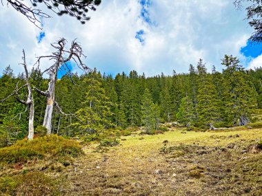 Evergreen ormanı veya kozalaklı ağaçlar Pilatus tepelerinin yamaçlarında ve dağ tepelerinin altındaki dağlık vadilerde, Alpnach - Obwalden Kantonu, İsviçre (Kanton Obwalden, Schweiz)