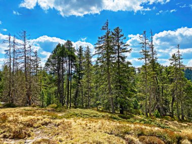 Evergreen ormanı veya kozalaklı ağaçlar Pilatus tepelerinin yamaçlarında ve dağ tepelerinin altındaki dağlık vadilerde, Alpnach - Obwalden Kantonu, İsviçre (Kanton Obwalden, Schweiz)