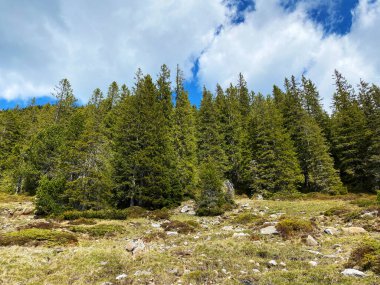 Evergreen ormanı veya kozalaklı ağaçlar Pilatus tepelerinin yamaçlarında ve dağ tepelerinin altındaki dağlık vadilerde, Alpnach - Obwalden Kantonu, İsviçre (Kanton Obwalden, Schweiz)