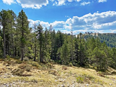 Evergreen ormanı veya kozalaklı ağaçlar Pilatus tepelerinin yamaçlarında ve dağ tepelerinin altındaki dağlık vadilerde, Alpnach - Obwalden Kantonu, İsviçre (Kanton Obwalden, Schweiz)