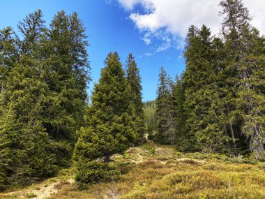 Evergreen ormanı veya kozalaklı ağaçlar Pilatus tepelerinin yamaçlarında ve dağ tepelerinin altındaki dağlık vadilerde, Alpnach - Obwalden Kantonu, İsviçre (Kanton Obwalden, Schweiz)