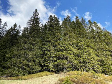 Evergreen ormanı veya kozalaklı ağaçlar Pilatus tepelerinin yamaçlarında ve dağ tepelerinin altındaki dağlık vadilerde, Alpnach - Obwalden Kantonu, İsviçre (Kanton Obwalden, Schweiz)