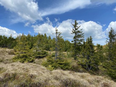 Evergreen ormanı veya kozalaklı ağaçlar Pilatus tepelerinin yamaçlarında ve dağ tepelerinin altındaki dağlık vadilerde, Alpnach - Obwalden Kantonu, İsviçre (Kanton Obwalden, Schweiz)