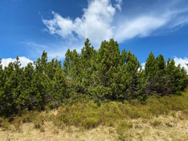 Evergreen ormanı veya kozalaklı ağaçlar Pilatus tepelerinin yamaçlarında ve dağ tepelerinin altındaki dağlık vadilerde, Alpnach - Obwalden Kantonu, İsviçre (Kanton Obwalden, Schweiz)