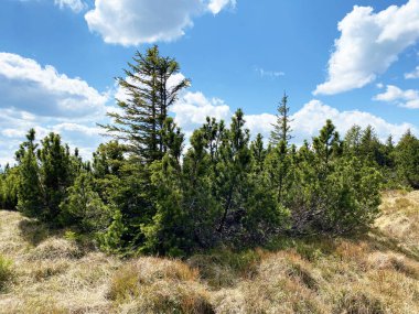 Evergreen ormanı veya kozalaklı ağaçlar Pilatus tepelerinin yamaçlarında ve dağ tepelerinin altındaki dağlık vadilerde, Alpnach - Obwalden Kantonu, İsviçre (Kanton Obwalden, Schweiz)