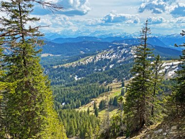 Evergreen ormanı veya kozalaklı ağaçlar Pilatus tepelerinin yamaçlarında ve dağ tepelerinin altındaki dağlık vadilerde, Alpnach - Obwalden Kantonu, İsviçre (Kanton Obwalden, Schweiz)
