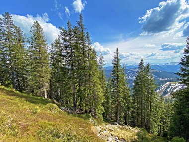 Evergreen ormanı veya kozalaklı ağaçlar Pilatus tepelerinin yamaçlarında ve dağ tepelerinin altındaki dağlık vadilerde, Alpnach - Obwalden Kantonu, İsviçre (Kanton Obwalden, Schweiz)
