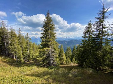 Evergreen ormanı veya kozalaklı ağaçlar Pilatus tepelerinin yamaçlarında ve dağ tepelerinin altındaki dağlık vadilerde, Alpnach - Obwalden Kantonu, İsviçre (Kanton Obwalden, Schweiz)