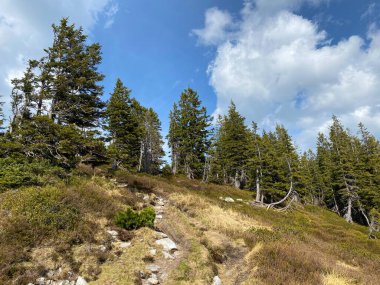 Evergreen ormanı veya kozalaklı ağaçlar Pilatus tepelerinin yamaçlarında ve dağ tepelerinin altındaki dağlık vadilerde, Alpnach - Obwalden Kantonu, İsviçre (Kanton Obwalden, Schweiz)