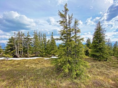 Evergreen ormanı veya kozalaklı ağaçlar Pilatus tepelerinin yamaçlarında ve dağ tepelerinin altındaki dağlık vadilerde, Alpnach - Obwalden Kantonu, İsviçre (Kanton Obwalden, Schweiz)