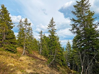 Evergreen ormanı veya kozalaklı ağaçlar Pilatus tepelerinin yamaçlarında ve dağ tepelerinin altındaki dağlık vadilerde, Alpnach - Obwalden Kantonu, İsviçre (Kanton Obwalden, Schweiz)