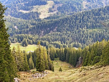 Evergreen ormanı veya kozalaklı ağaçlar Pilatus tepelerinin yamaçlarında ve dağ tepelerinin altındaki dağlık vadilerde, Alpnach - Obwalden Kantonu, İsviçre (Kanton Obwalden, Schweiz)