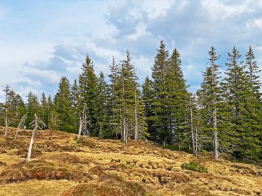 Evergreen ormanı veya kozalaklı ağaçlar Pilatus tepelerinin yamaçlarında ve dağ tepelerinin altındaki dağlık vadilerde, Alpnach - Obwalden Kantonu, İsviçre (Kanton Obwalden, Schweiz)