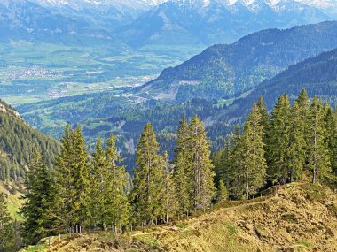 Evergreen ormanı veya kozalaklı ağaçlar Pilatus tepelerinin yamaçlarında ve dağ tepelerinin altındaki dağlık vadilerde, Alpnach - Obwalden Kantonu, İsviçre (Kanton Obwalden, Schweiz)
