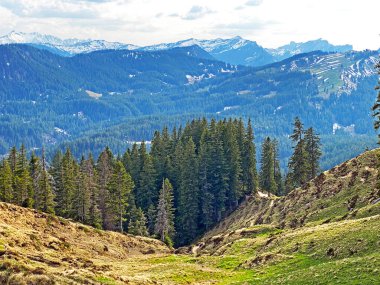 Evergreen ormanı veya kozalaklı ağaçlar Pilatus tepelerinin yamaçlarında ve dağ tepelerinin altındaki dağlık vadilerde, Alpnach - Obwalden Kantonu, İsviçre (Kanton Obwalden, Schweiz)