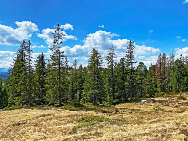 Forêt Feuillage Persistant Conifères Sur Les Pentes Massif Pilatus Dans — Photo