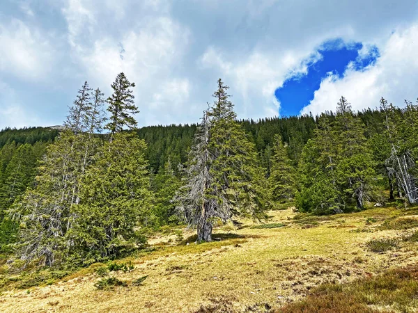 필라투스 산비탈에 에버그린 침엽수들 봉우리 아래쪽에 알프스 스위스 스위스 바이츠 — 스톡 사진