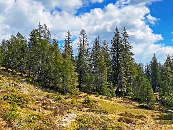 Evergreen Ormanı Veya Kozalaklı Ağaçlar Pilatus Tepelerinin Yamaçlarında Dağ Tepelerinin — Stok fotoğraf