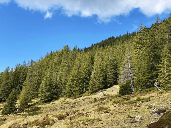 Evergreen Ormanı Veya Kozalaklı Ağaçlar Pilatus Tepelerinin Yamaçlarında Dağ Tepelerinin — Stok fotoğraf