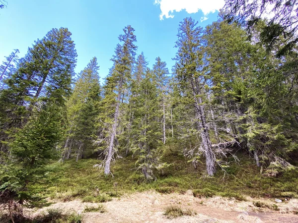 Evergreen Bos Naaldbomen Hellingen Van Het Pilatus Massief Alpiene Dalen — Stockfoto