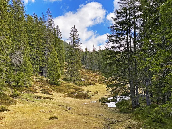 Evergreen Bos Naaldbomen Hellingen Van Het Pilatus Massief Alpiene Dalen — Stockfoto