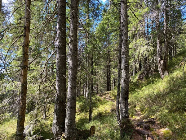 Bosque Siempreverde Árboles Coníferas Las Laderas Del Macizo Del Pilatus — Foto de Stock