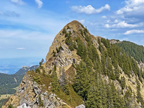 Örökzöld Erdő Vagy Tűlevelű Fák Pilátus Hegység Lejtőin Alpesi Völgyekben — Stock Fotó