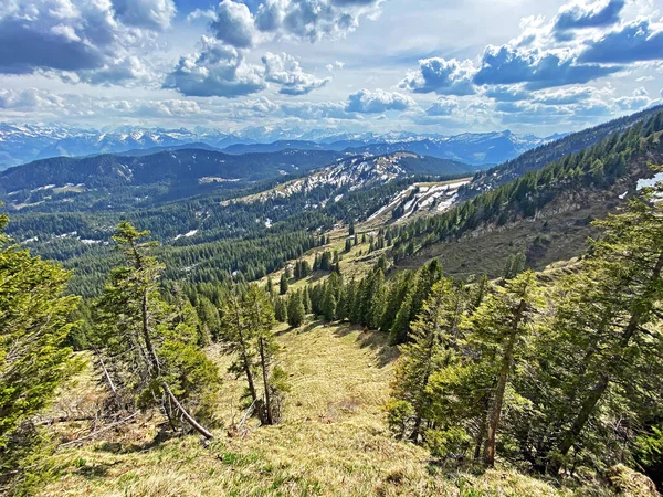 Immergrüne Wälder Oder Nadelbäume Den Hängen Des Pilatus Massivs Und — Stockfoto